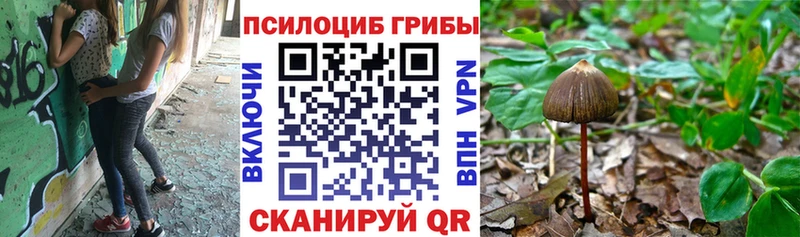 площадка Telegram  Бутурлиновка  Псилоцибиновые грибы Psilocybine cubensis  как найти закладки 